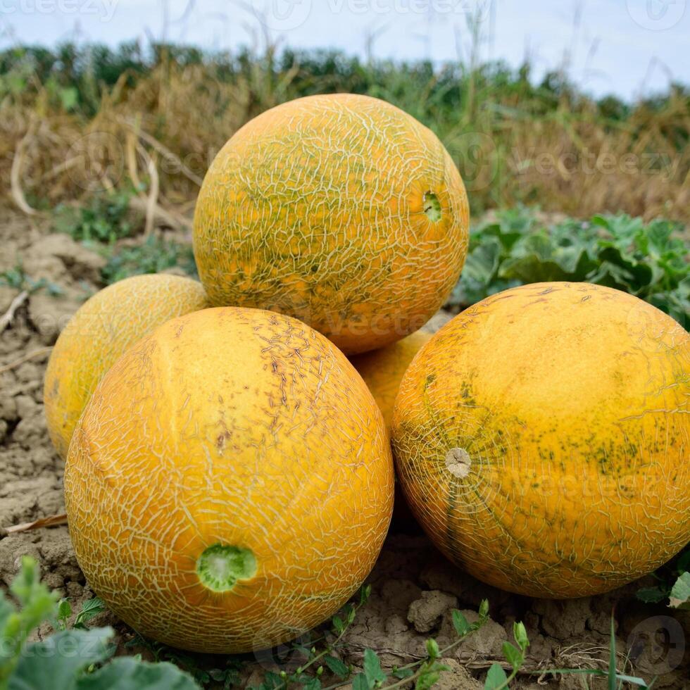 Melons, plucked from the garden, lay together on the ground photo