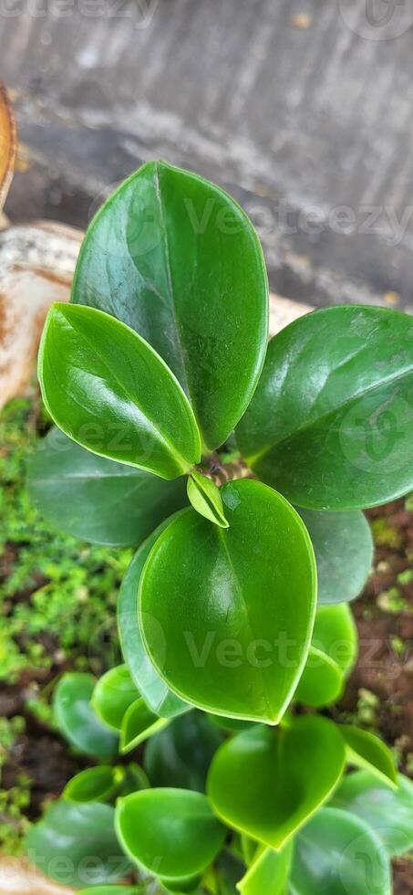 plant in the garden photo