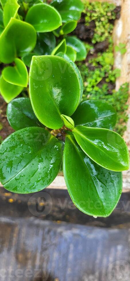 planta en el jardín, hojas en el jardín foto