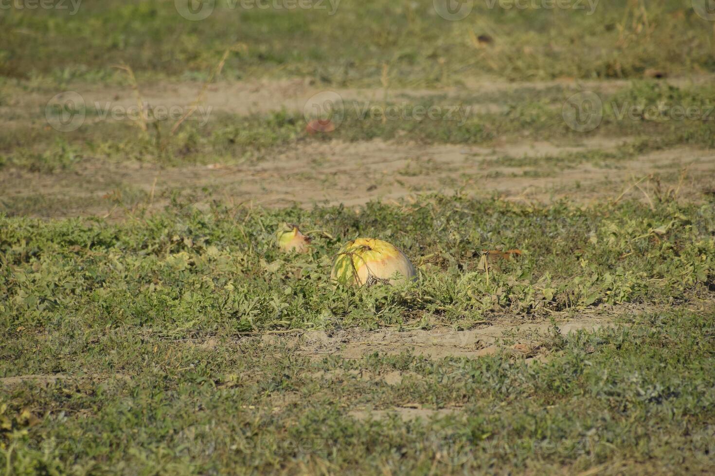 An abandoned field of watermelons and melons. Rotten watermelons. Remains of the harvest of melons. Rotting vegetables on the field. photo