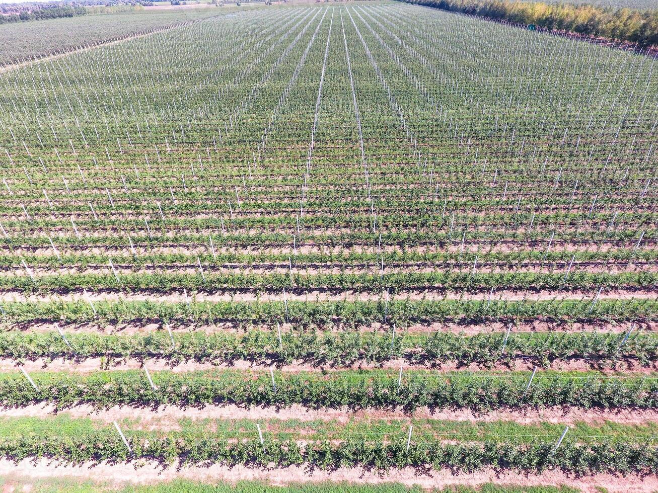 Rows of trees in the garden. Aerophotographing, top view. photo