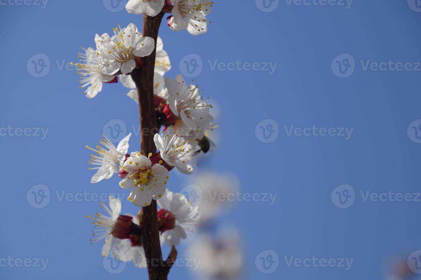 Spring flowering trees. Pollination of flowers of apricot. Blooming wild apricot in the garden photo