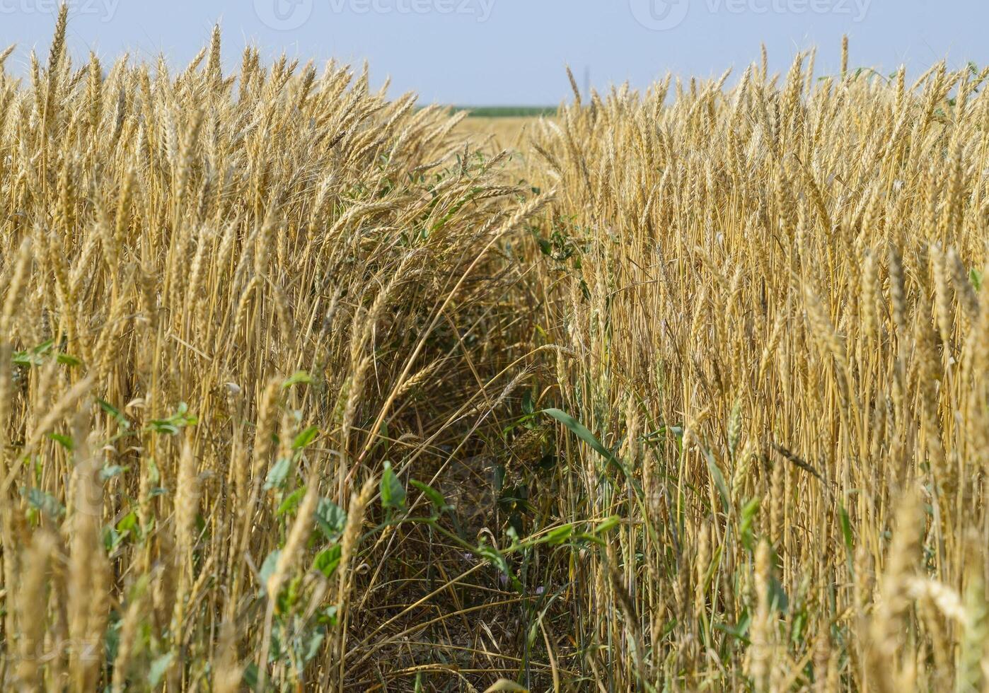 Mature wheat on the field. Spikelets of wheat. Harvest of grain. photo