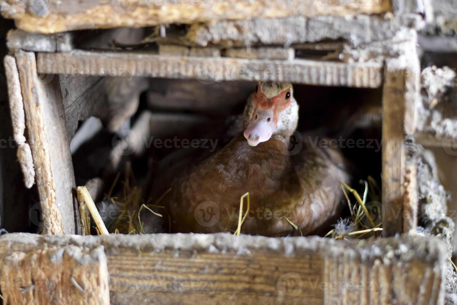 musky duck on the nest. Reproduction of musk ducks photo