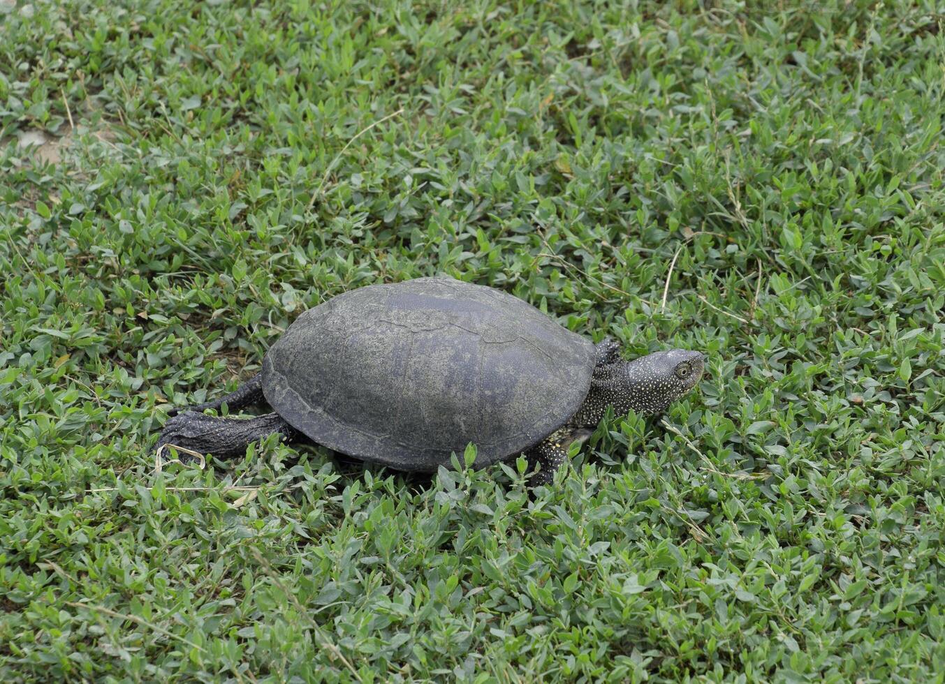 The tortoise crawls along the green grass. Ordinary river tortoise of temperate latitudes. The tortoise is an ancient reptile. photo