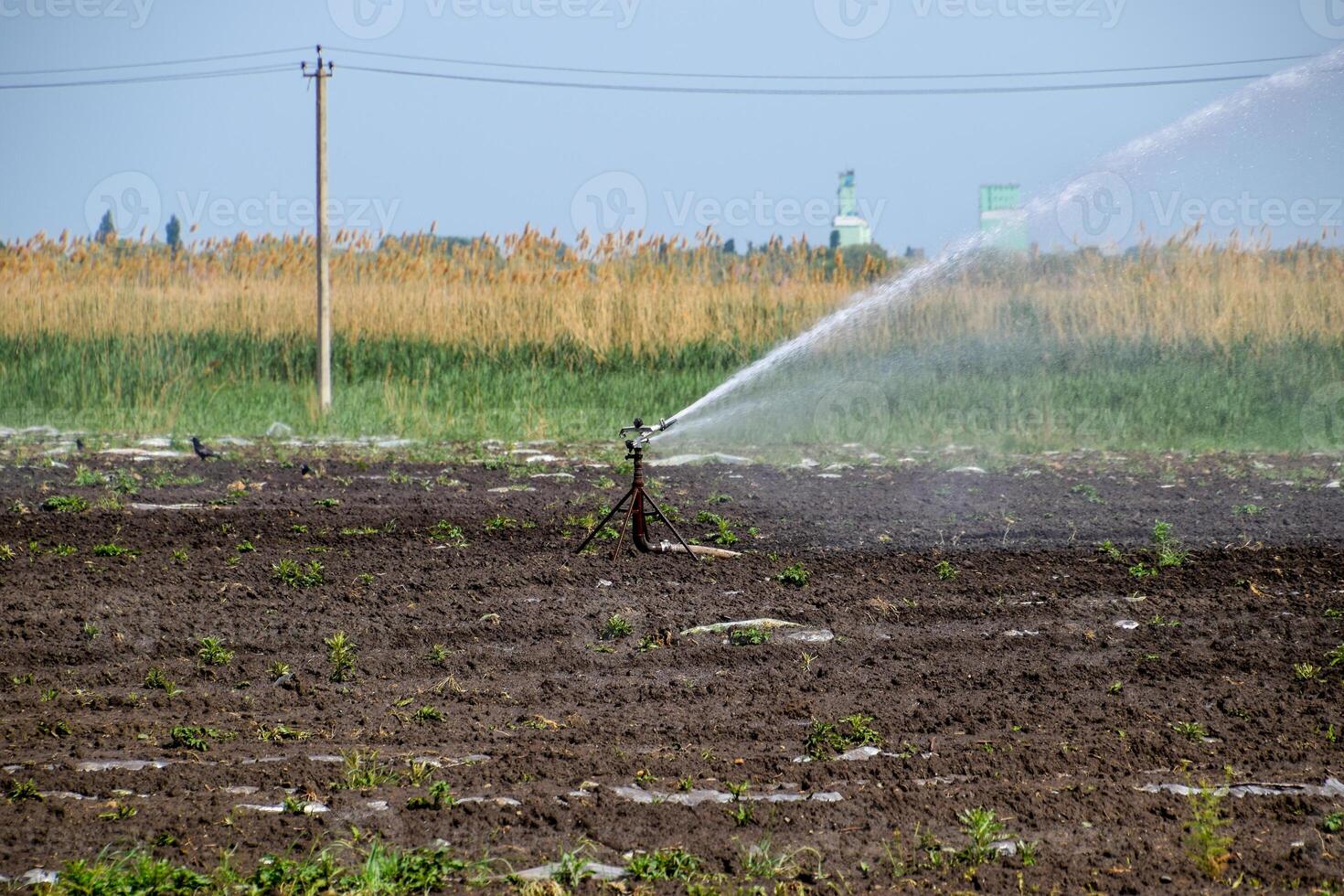 irrigación sistema en campo de melones riego el campos. aspersor foto