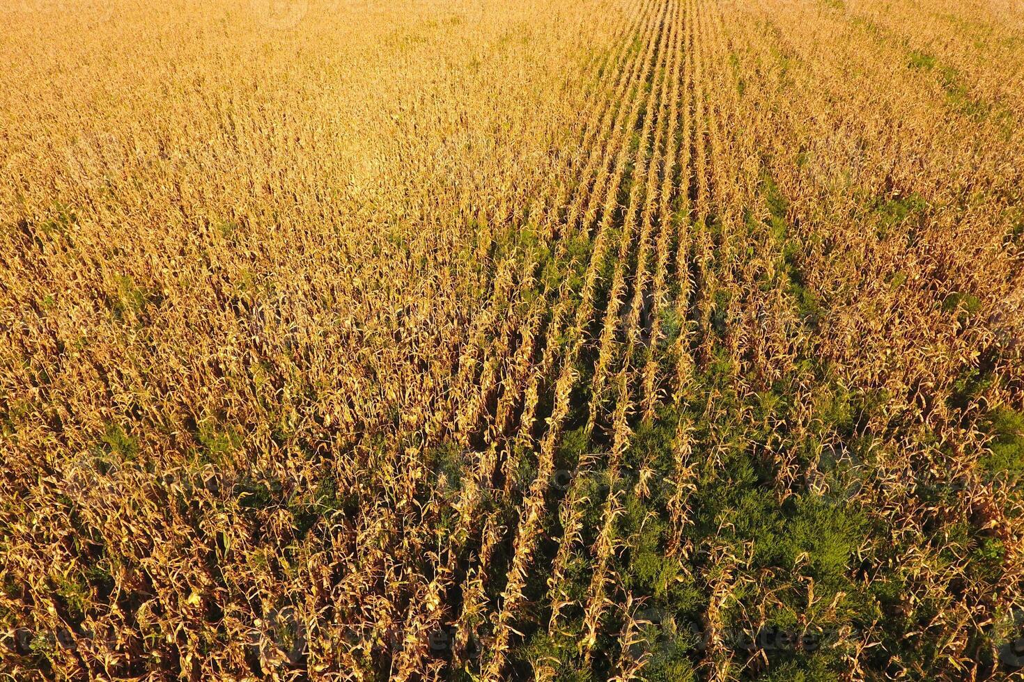 Field with ripe corn. Dry stalks of corn. View of the cornfield photo