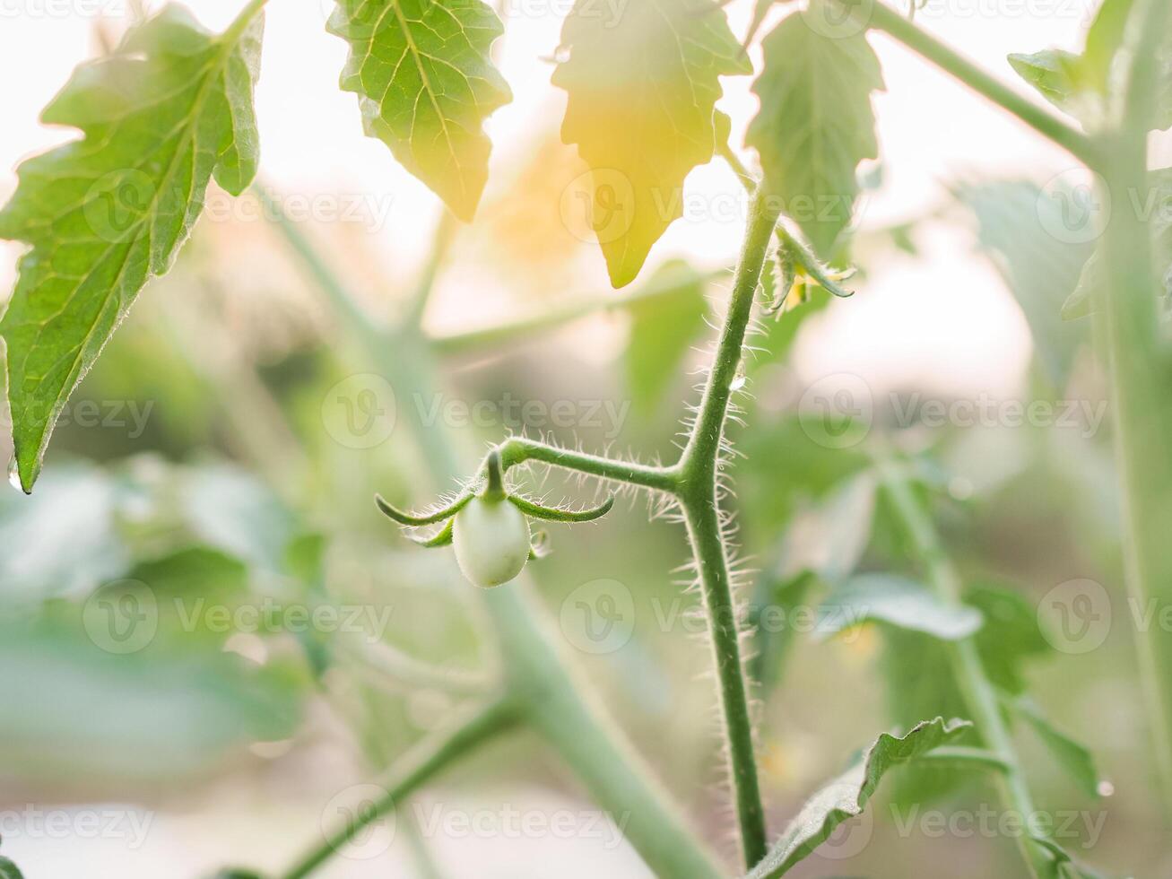 Close up of Tomatoes twig and small green tomatoes in the garden with sunrise light in the morning photo