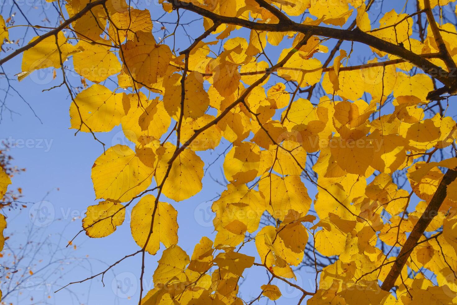 Yellow leaves of linden against the sky and the backlight. Autumn background from leaves of a linden. Yellow autumn leaves photo