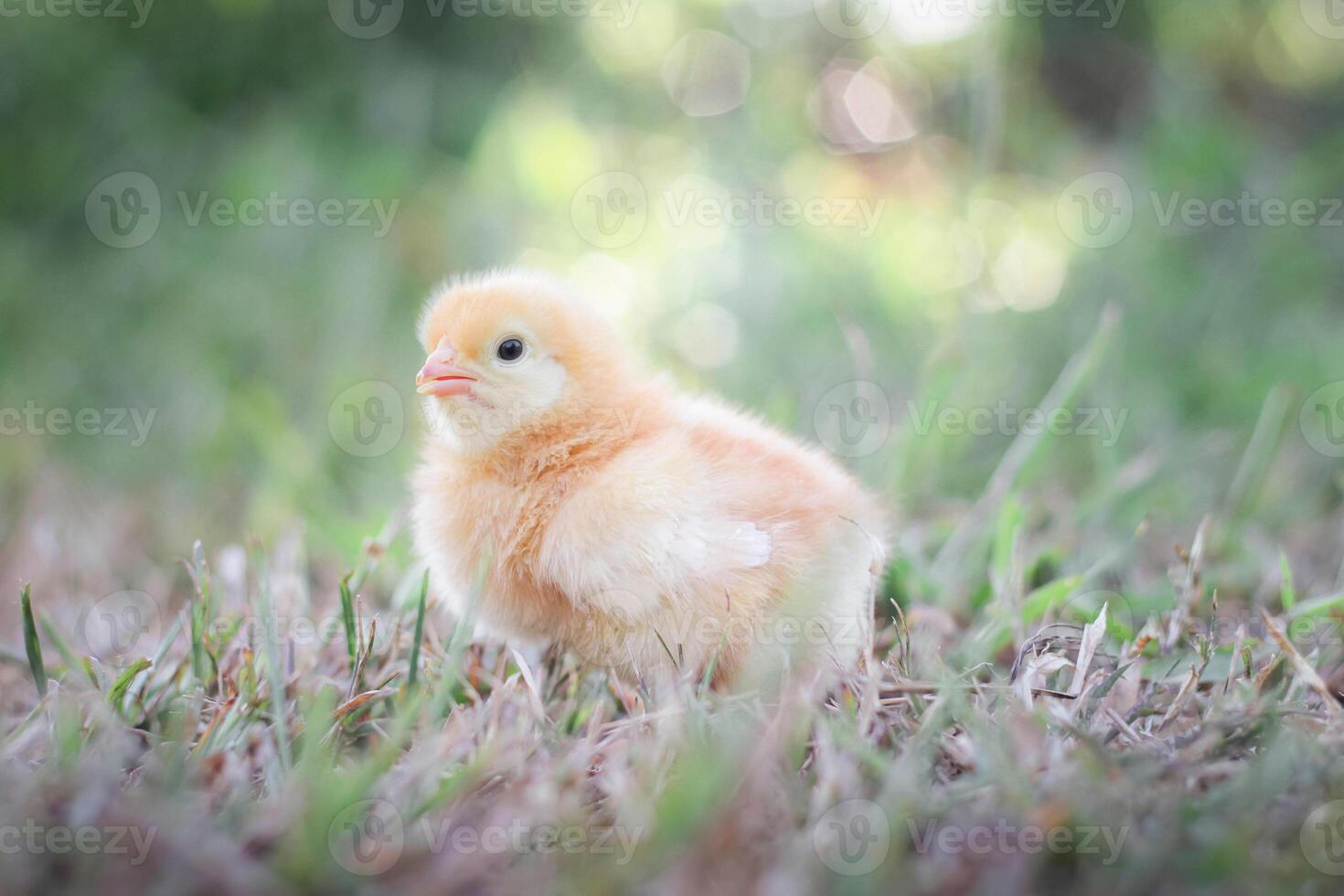 A chicken baby in the garden photo