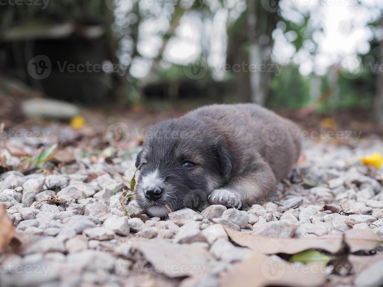Cute newborn puppies sleeping on the ground in the garden. Thai puppy photo