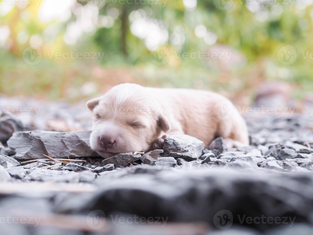 Cute newborn puppies sleeping on the ground. Thai puppy photo