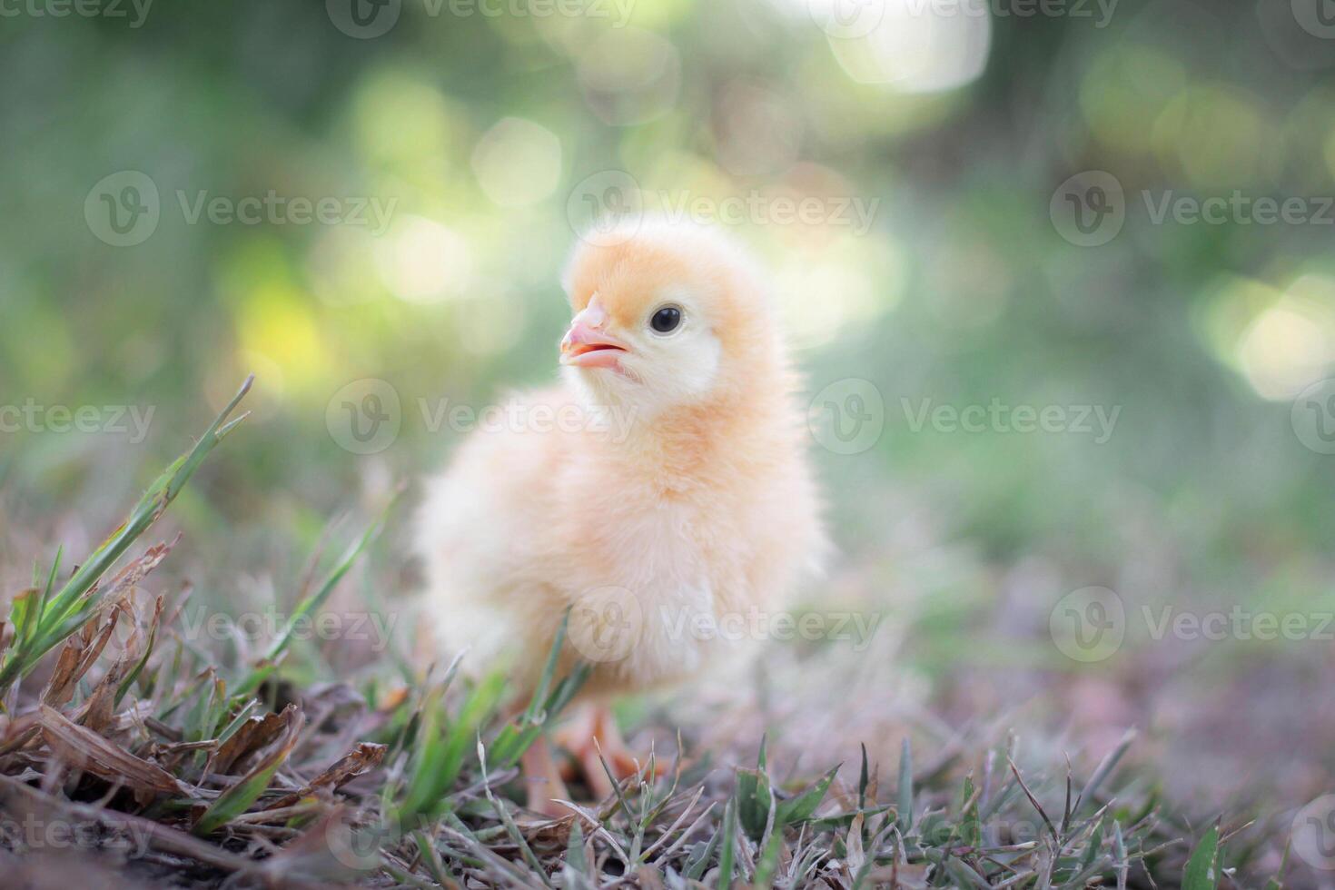 A chicken baby in the garden photo