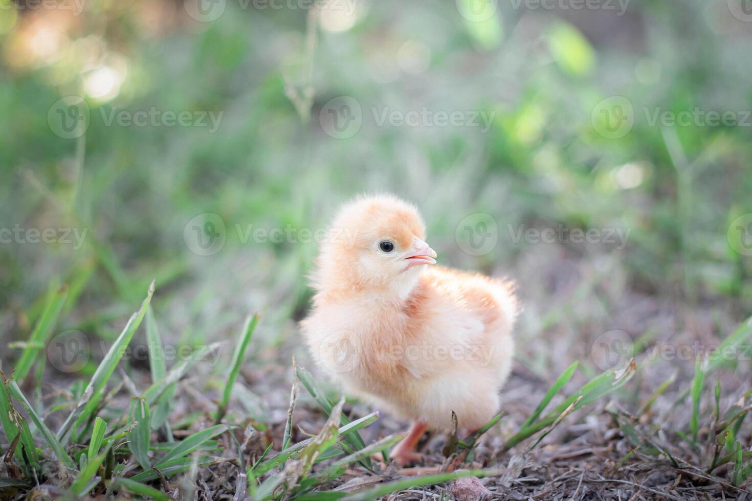 A chicken baby in the garden photo