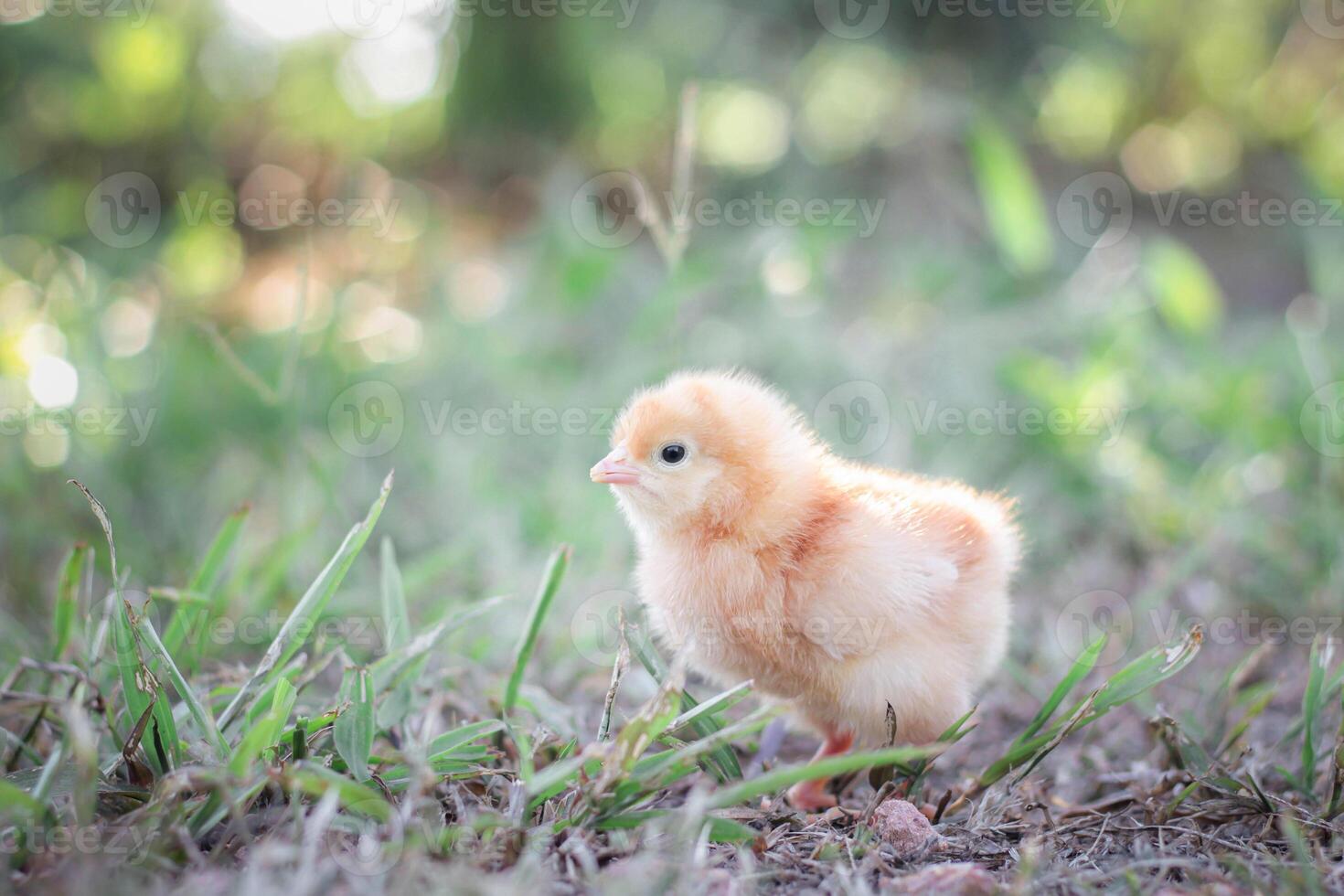 A chicken baby in the garden photo