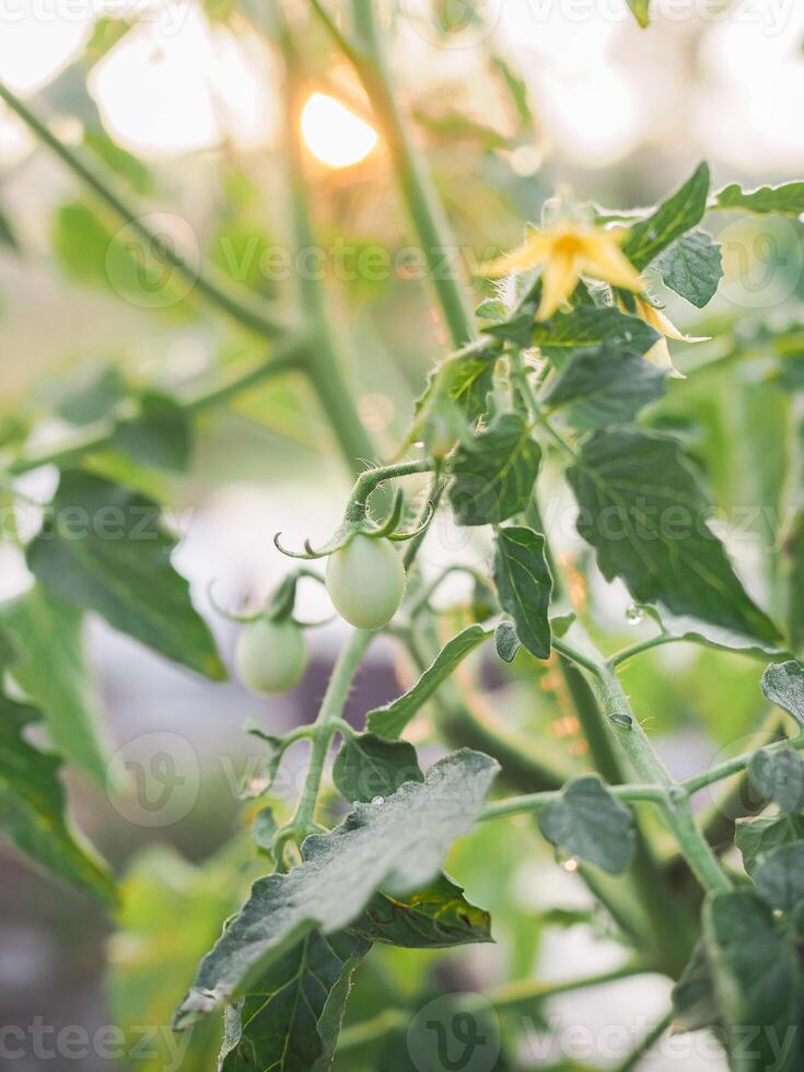 Close up of Tomatoes twig and small green tomatoes in the garden with sunrise light in the morning photo