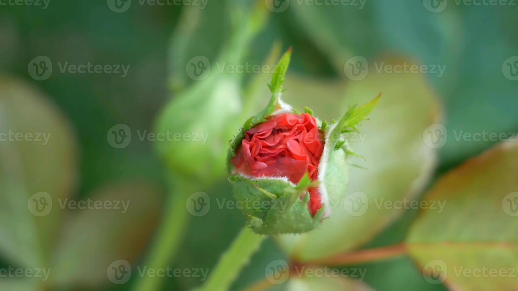 Red rose bud with green leaves in the garden, shallow depth of field. photo