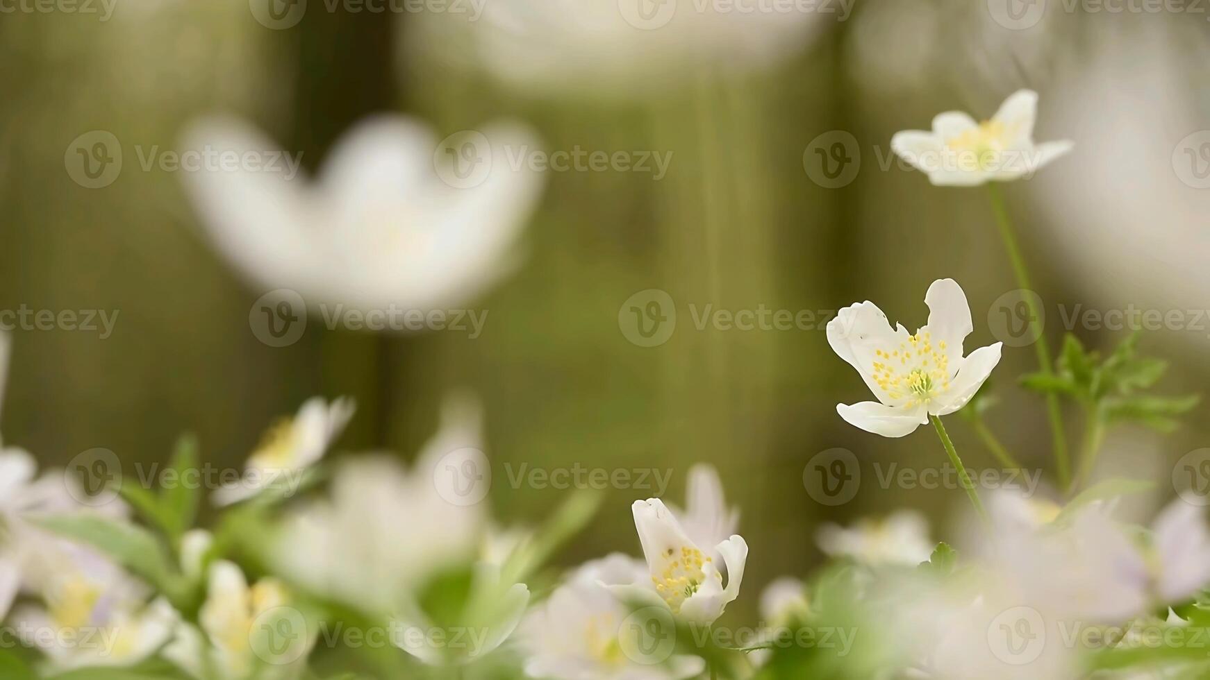 Anemone flowers in spring, close-up stock photo. photo