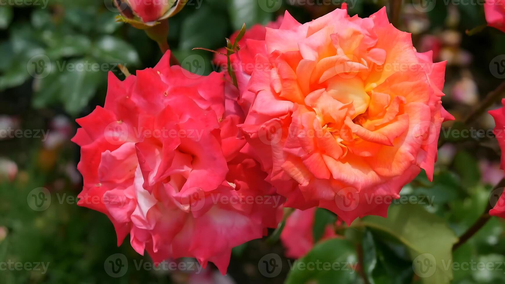 Roses Orange red and white a flower bed on a sunny summer day. photo