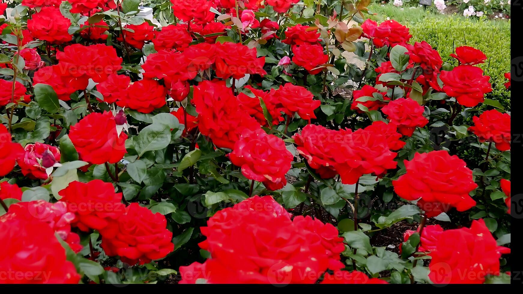 rosas rojo blanco un flor cama en un soleado verano día. foto