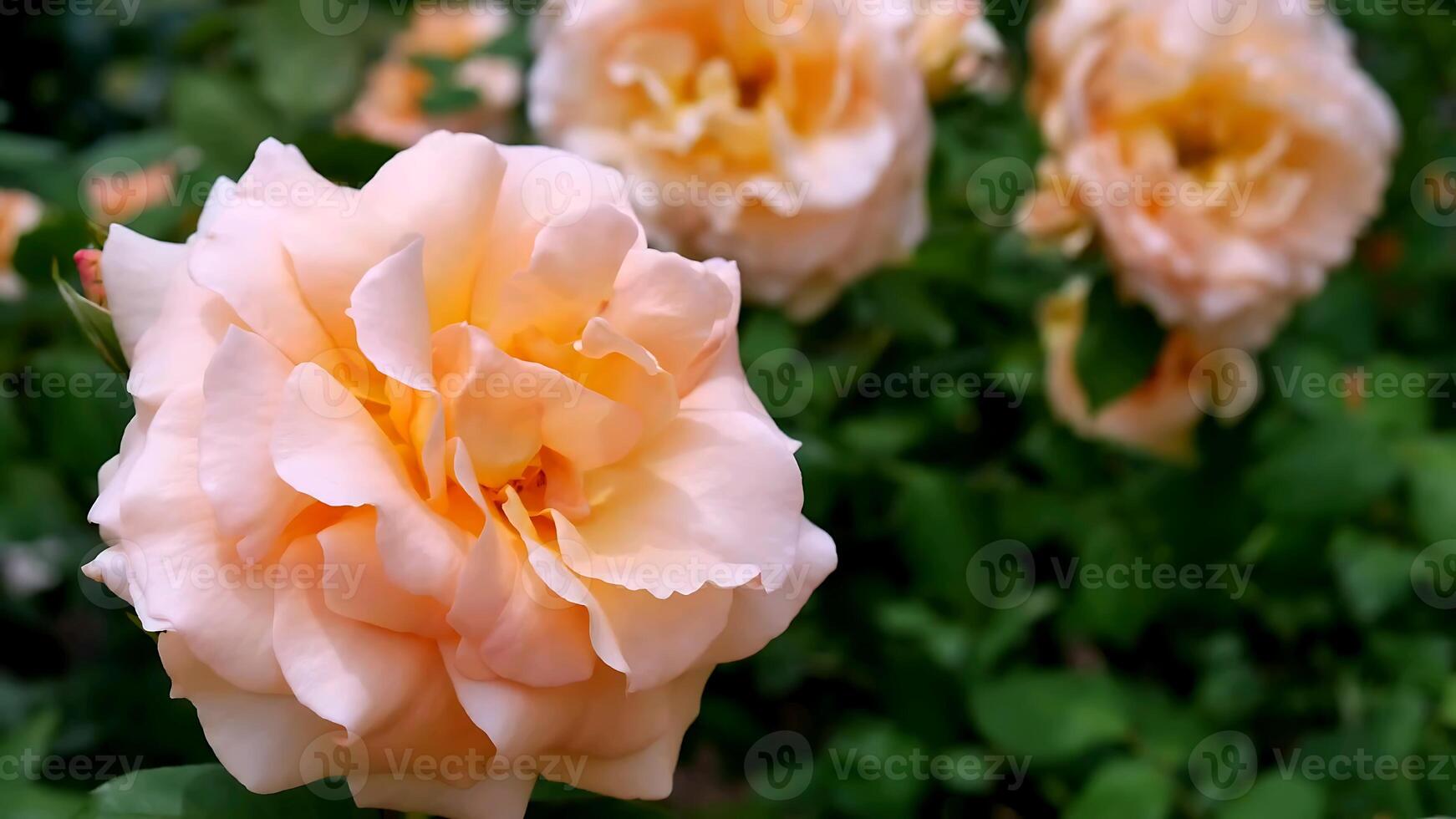 rosas naranja rojo y blanco un flor cama en un soleado verano día. foto