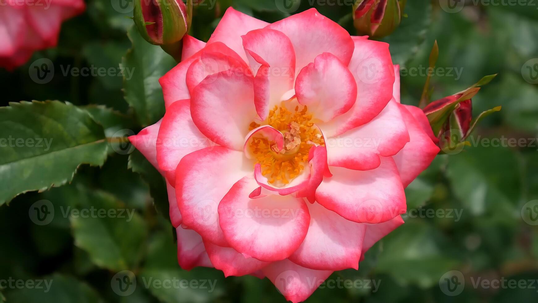 Roses Orange red and white a flower bed on a sunny summer day. photo