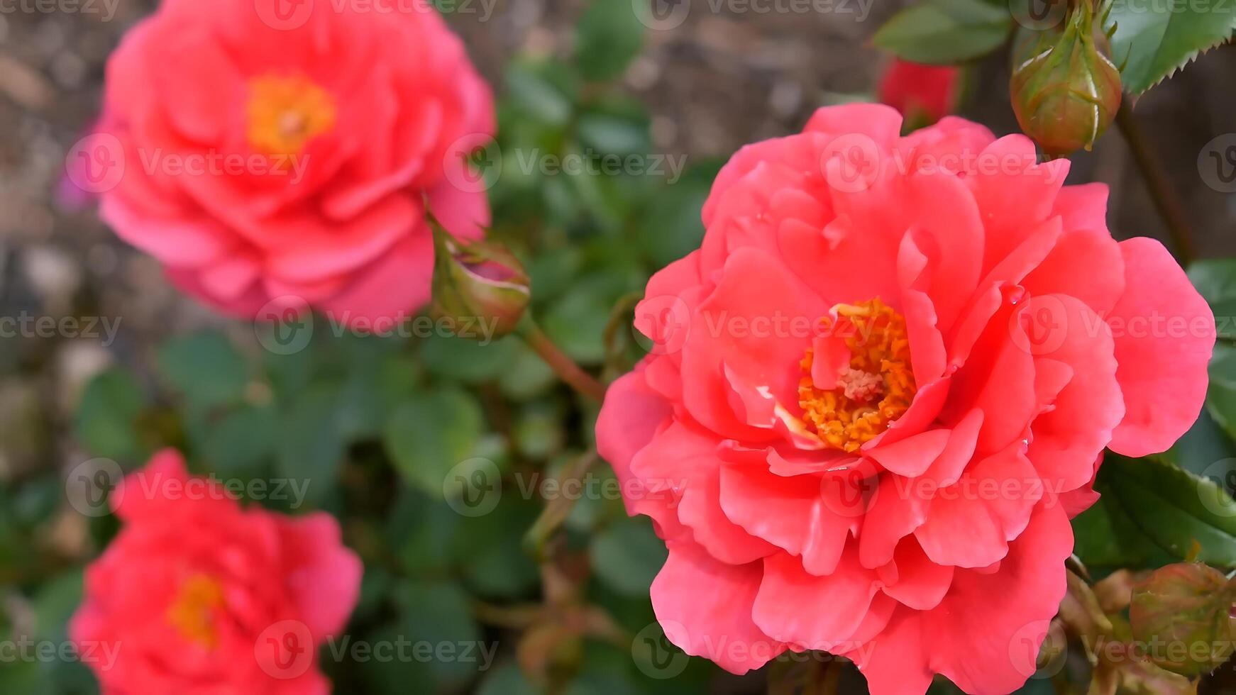 Roses red white a flower bed on a sunny summer day. photo