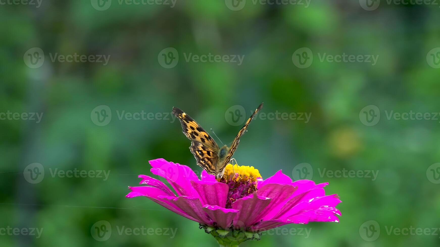 mariposa en un rosado zinnia flor en el jardín. foto