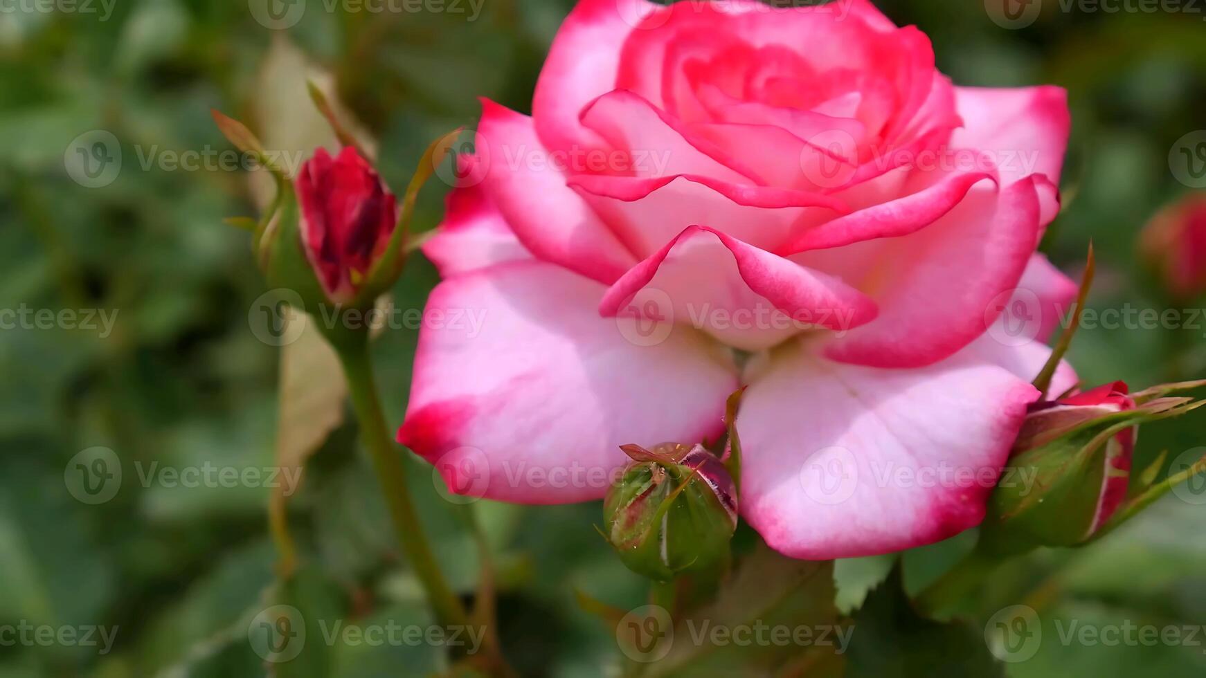 Roses Orange red and white a flower bed on a sunny summer day. photo