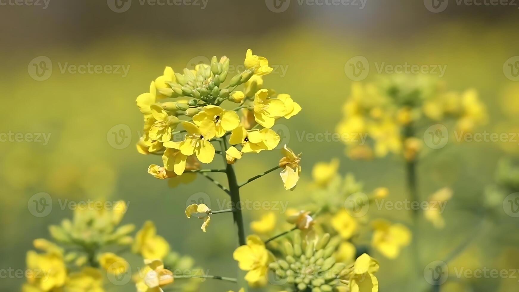 Mustard flowers in a garden in springtime, stock photo. photo