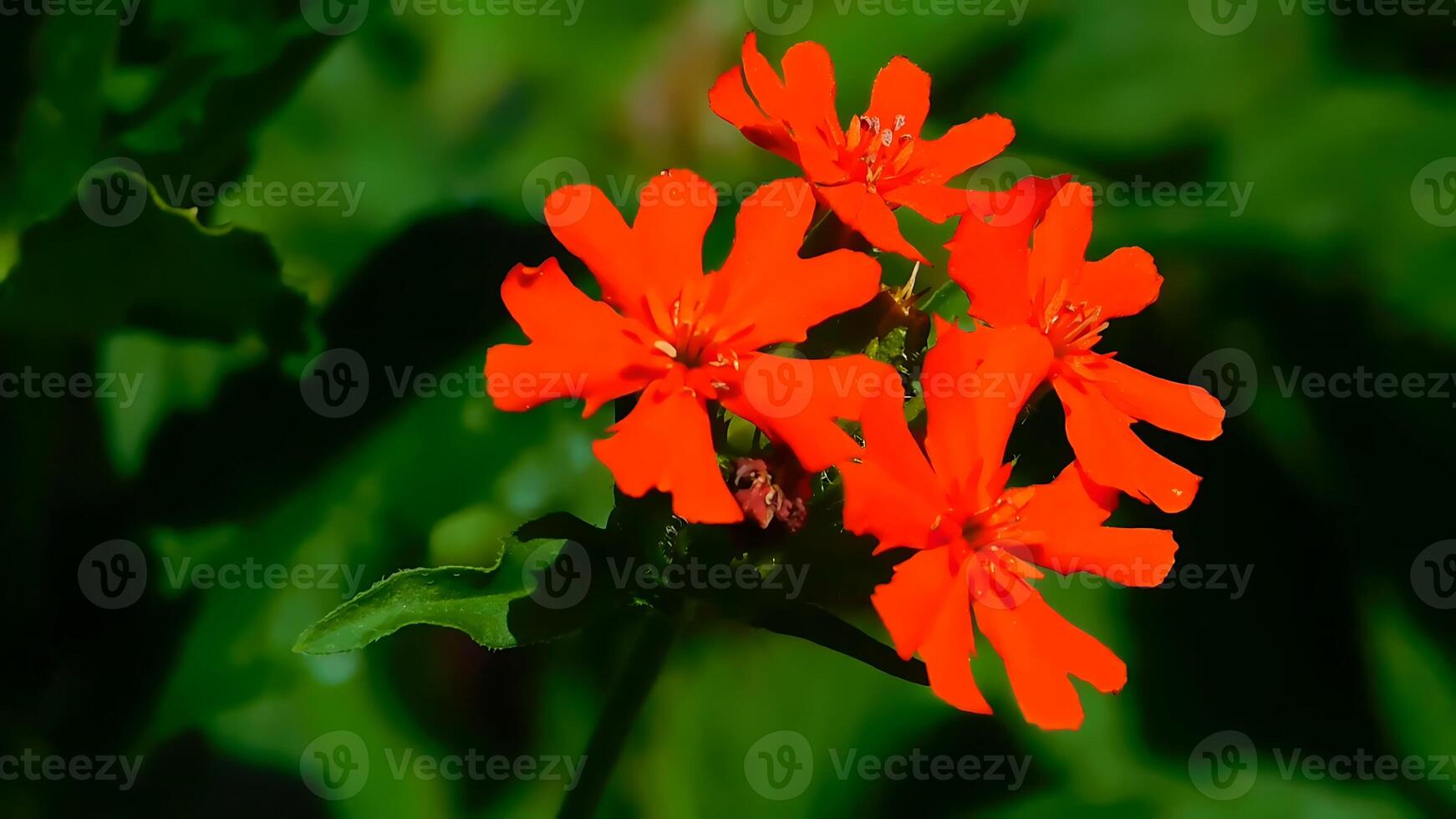 Red geranium flowers in the garden with green leaves in the background. photo