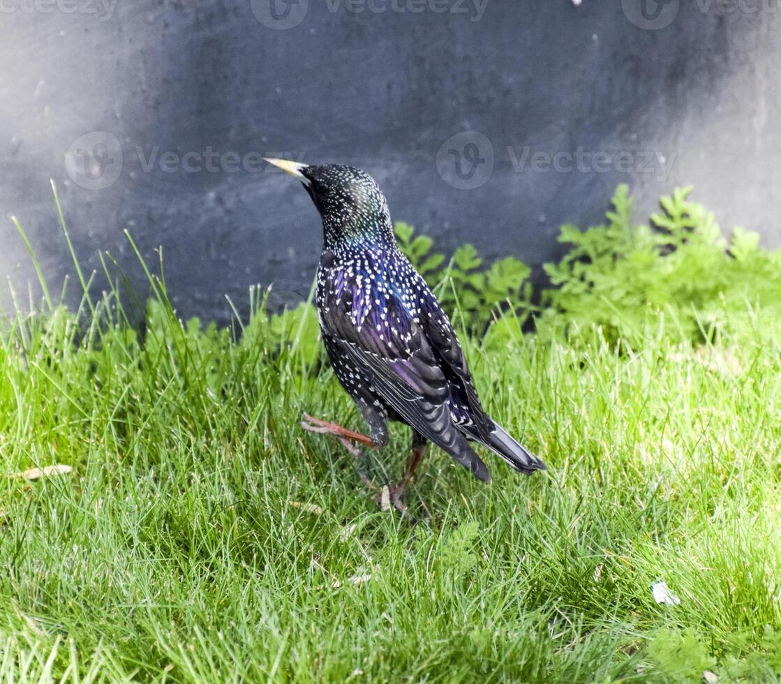 Starlings walk on the grass photo