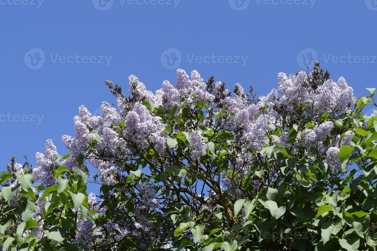 Lilac flowers on the branches. Beautiful purple lilac flowers outdoors. photo