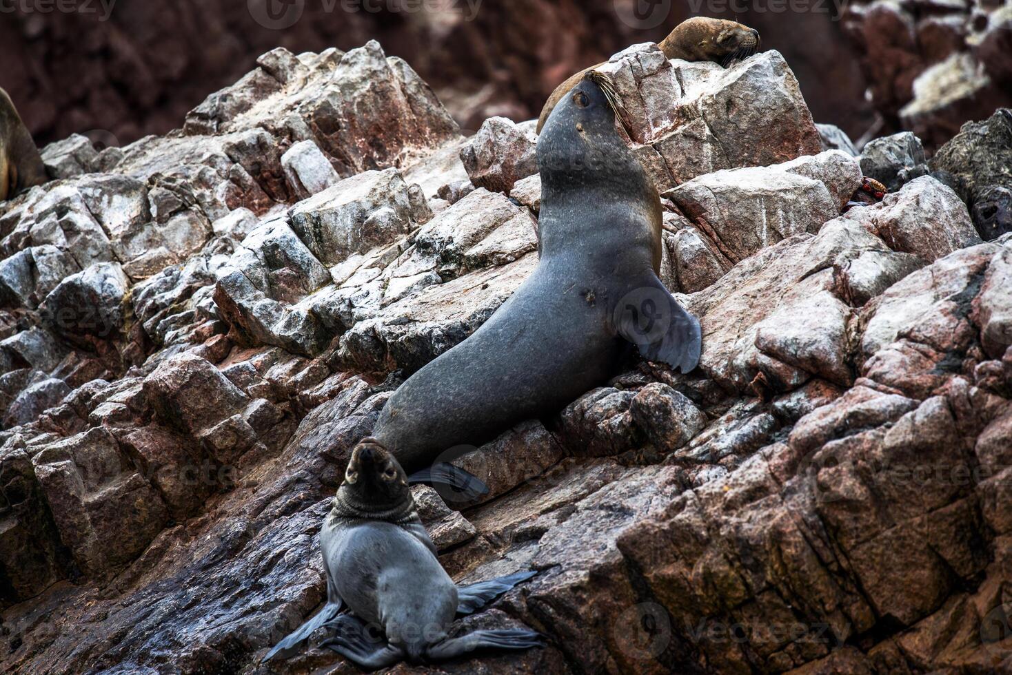 2023 8 13 Peru sea lions 12 photo