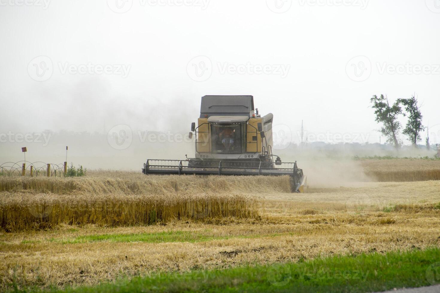 Combain collects on the wheat crop. Agricultural machinery in the field. photo