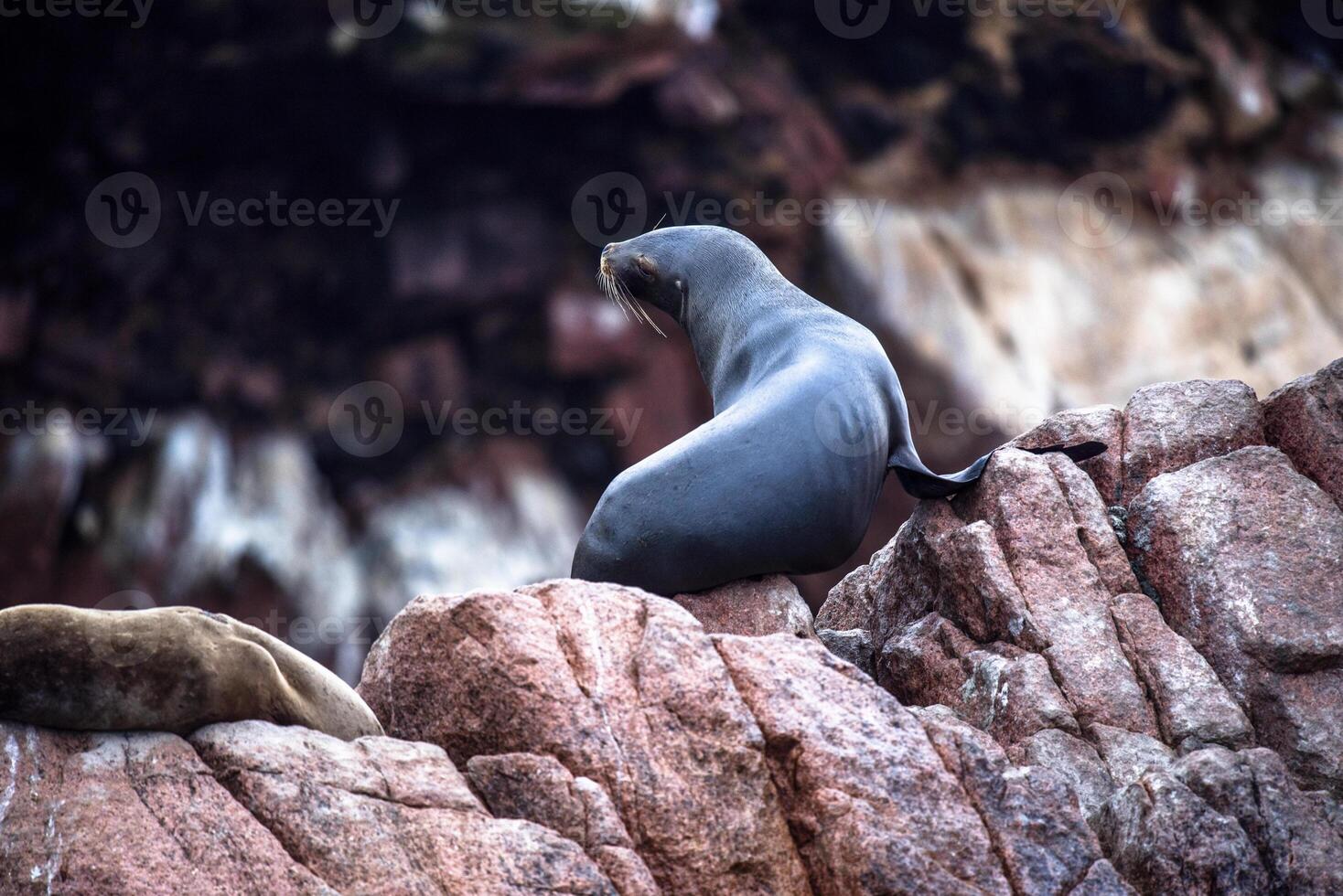 2023 8 13 Peru sea lions 9 photo