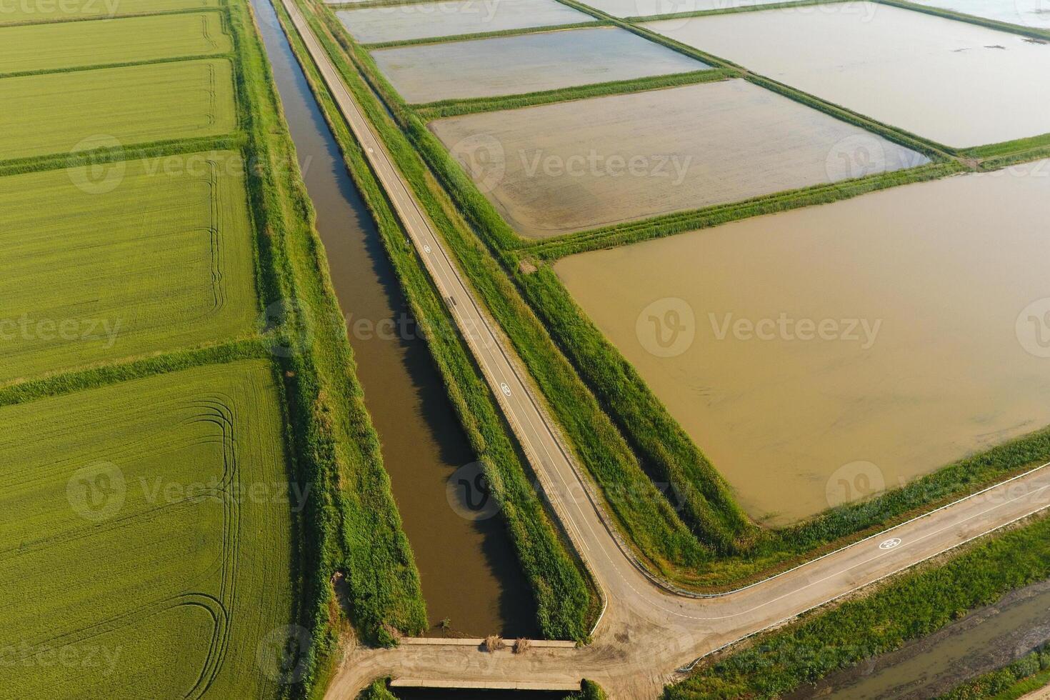 The rice fields are flooded with water. Flooded rice paddies. Agronomic methods of growing rice in the fields. photo