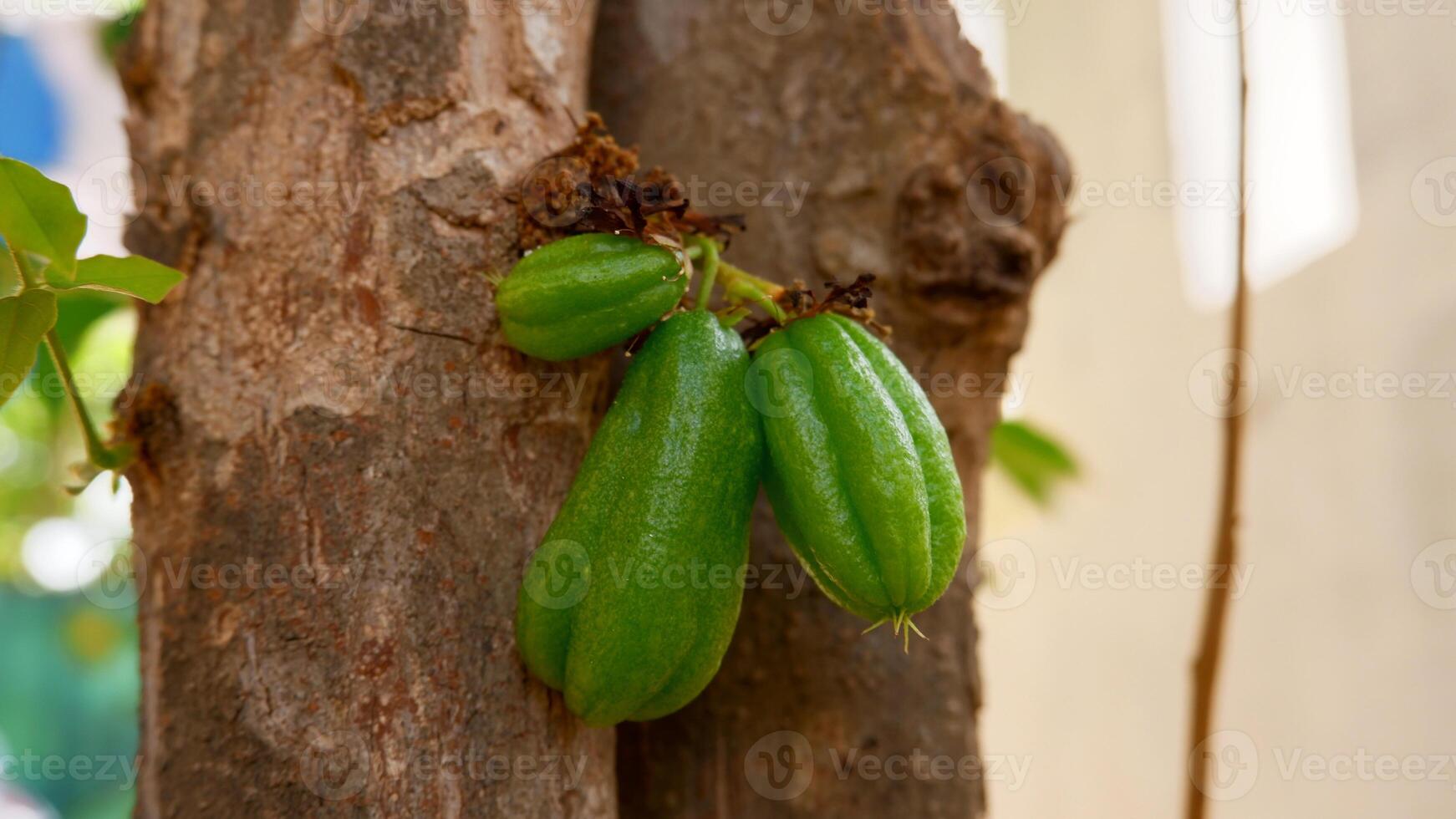 averrhoa bilimbi sour tasting fruit used as a complement to spices photo