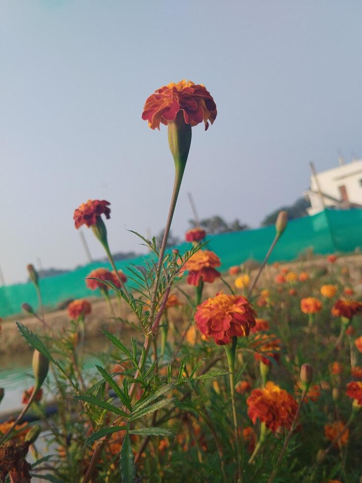 Indian marigold flower free photo