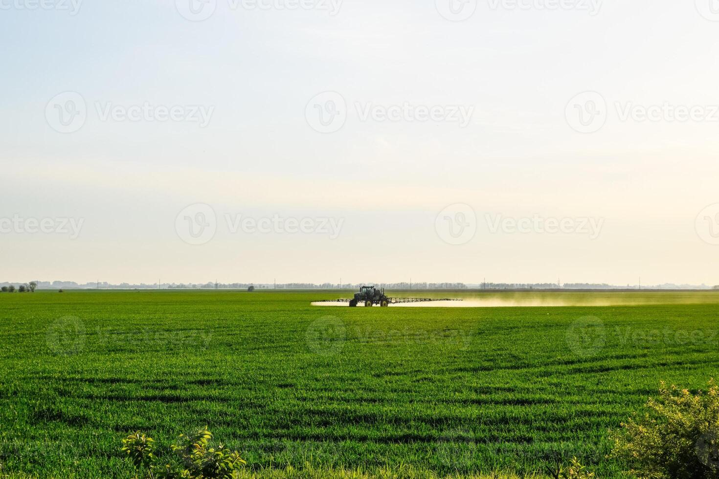 tractor with the help of a sprayer sprays liquid fertilizers on young wheat in the field. photo