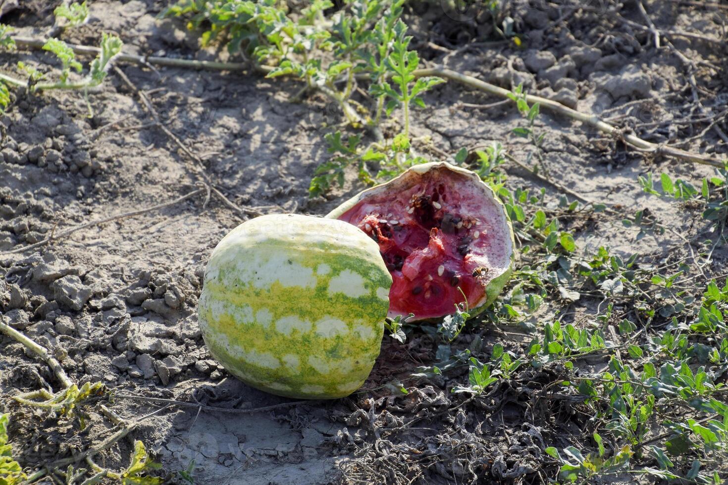Split in two an old rotten watermelon. Rotten watermelons. Remains of the harvest of melons. Rotting vegetables on the field. photo