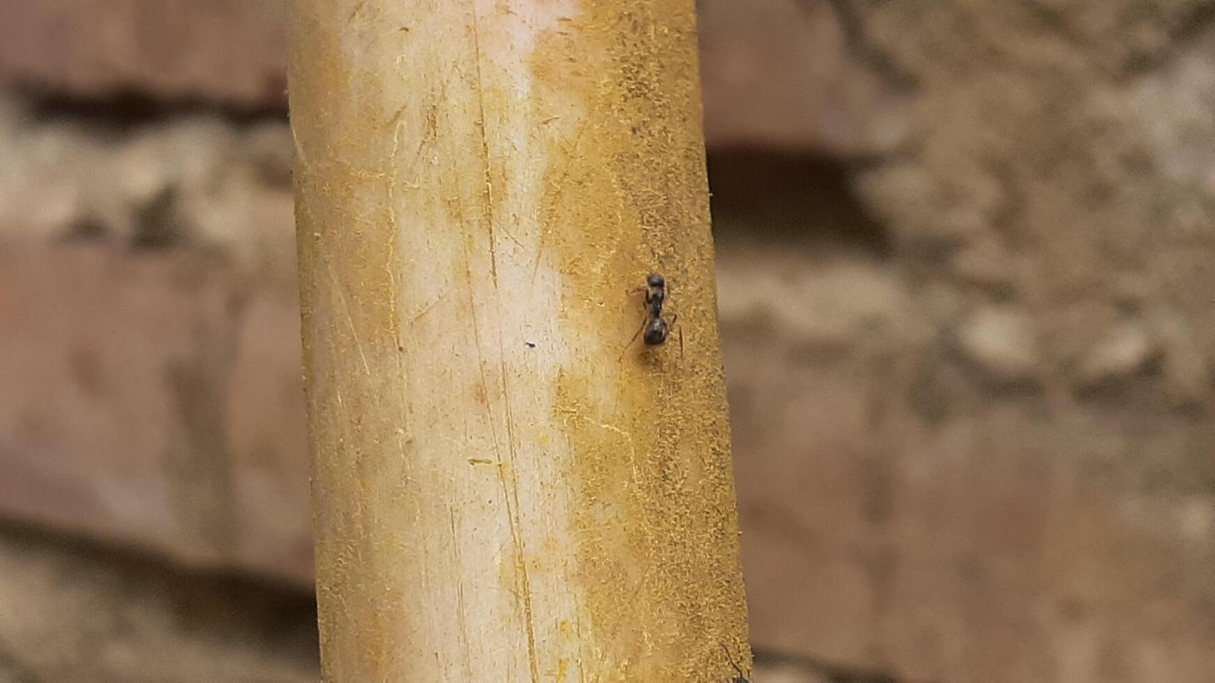 hormiga en un de madera tablero foto