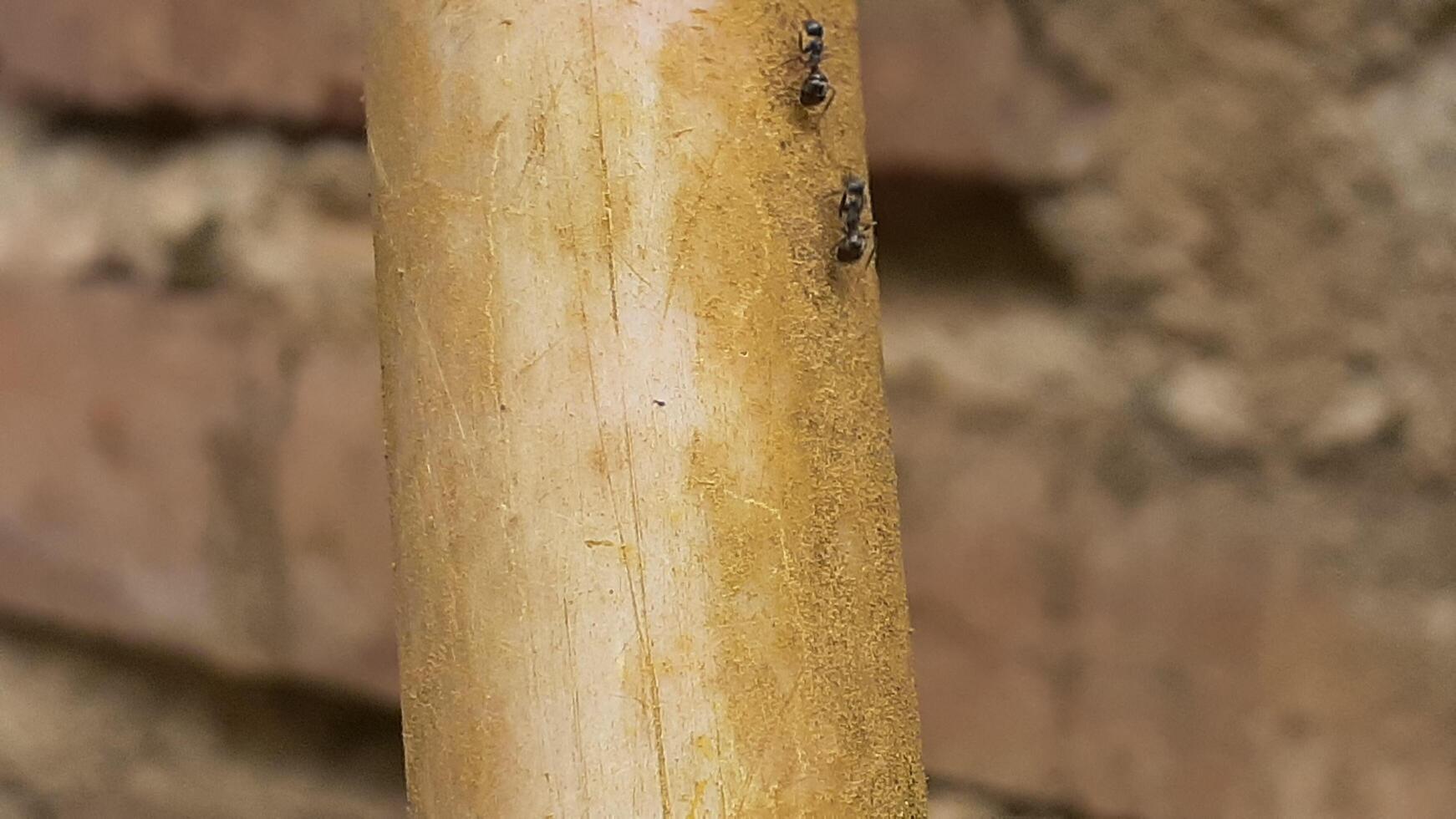 hormiga en un de madera tablero foto