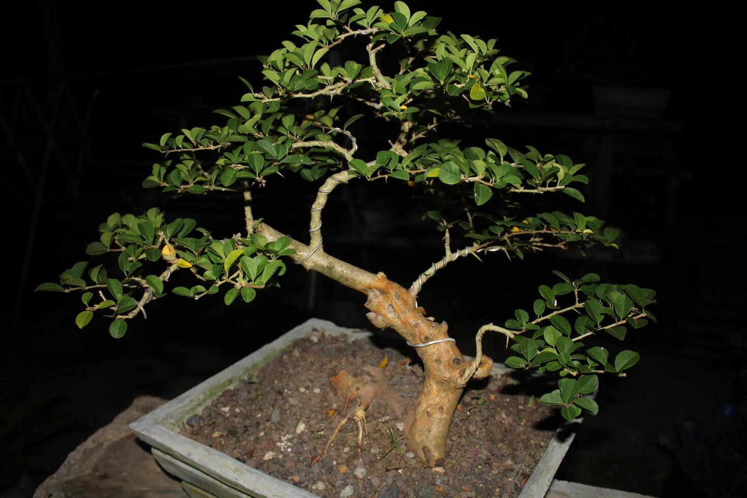 image of a bonsai tree in a pot photo