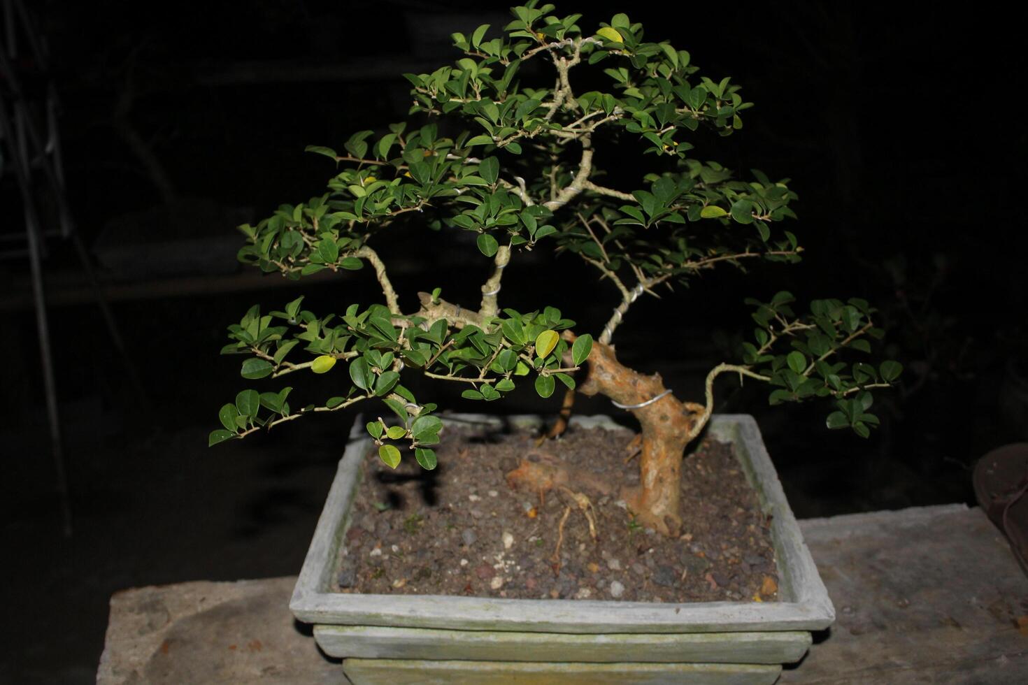 image of a bonsai tree in a pot photo