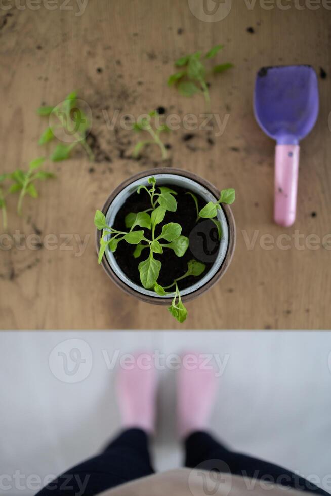 POV plant transplantation, flowerpot with young spinach and gardening spade on wooden table, growing harvest indoors photo
