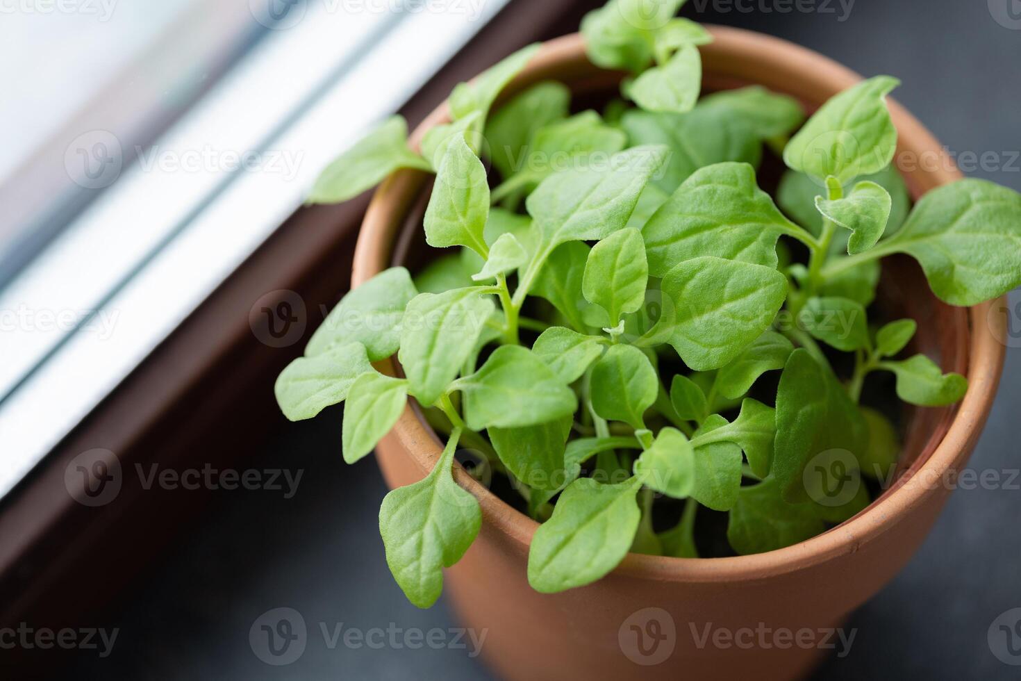 Pot with young spinach on window sill, growing harvest indoors photo