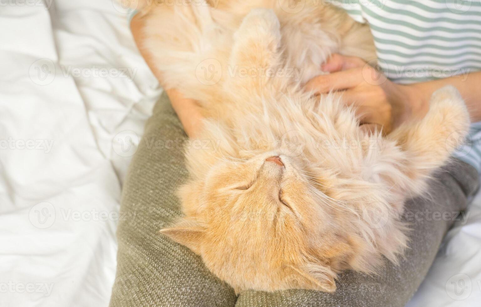 A ginger cat lies in the arms of a woman. The fluffy pet settled down comfortably to sleep or play. Morning at home. photo