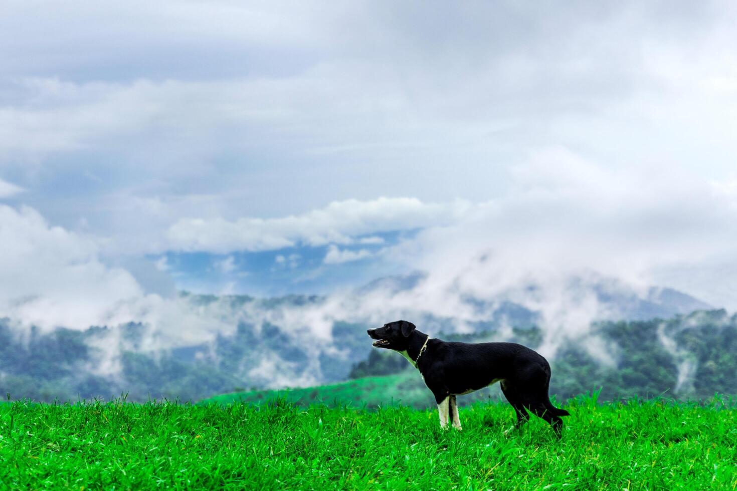 Shepherd dog on the mountain The background is natural scenery. Mountains and fog in the rainy season of Thailand photo
