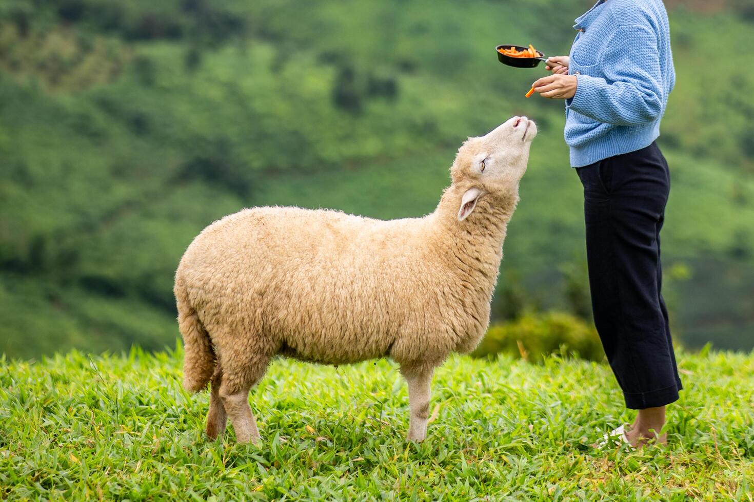 Flock of sheep grazing on the mountain The background is a natural landscape. Mountains and fog in the rainy season of Thailand. photo